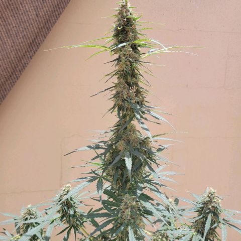 Súper Lemon Haze auto growlog timeline photo
