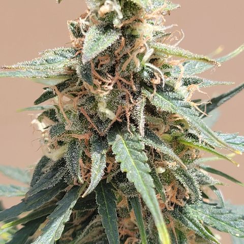 Súper Lemon Haze auto growlog timeline photo