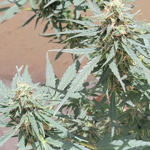 Súper Lemon Haze auto growlog timeline photo