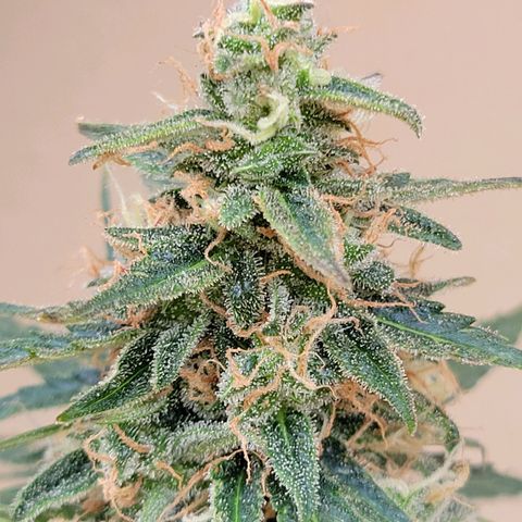 Súper Lemon Haze auto growlog timeline photo