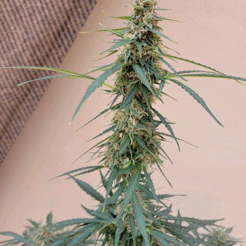Súper Lemon Haze auto growlog timeline photo