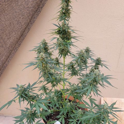 Súper Lemon Haze auto growlog timeline photo