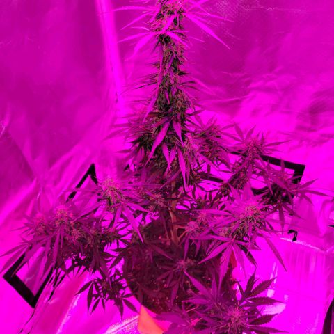 Súper Lemon Haze auto growlog timeline photo