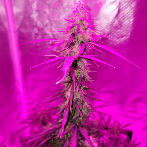Súper Lemon Haze auto growlog timeline photo