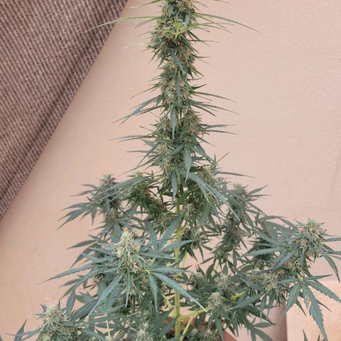 Súper Lemon Haze auto growlog timeline photo