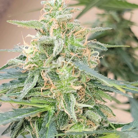 Súper Lemon Haze auto growlog timeline photo