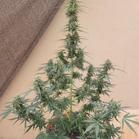 Súper Lemon Haze auto growlog timeline photo