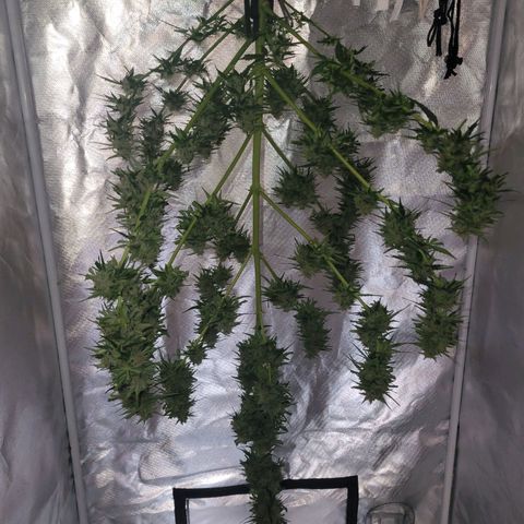 Súper Lemon Haze auto growlog timeline photo