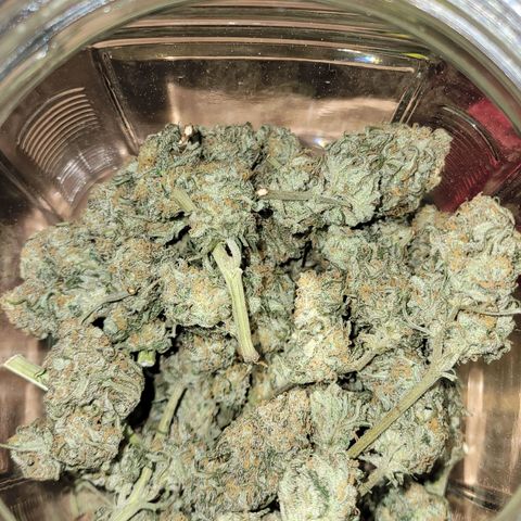 Gorilla Glue #4 growlog timeline photo