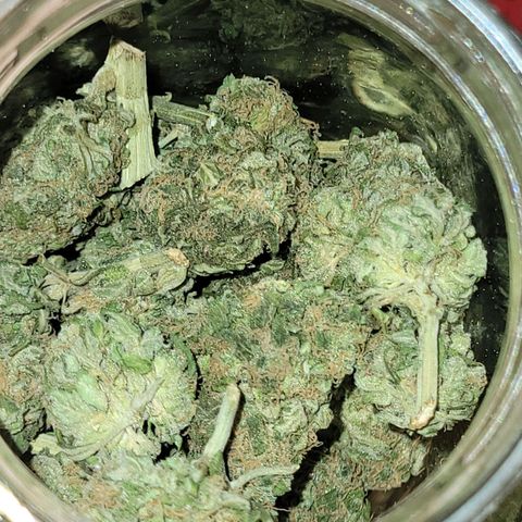 Runtz Auto growlog timeline photo