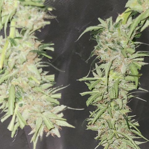 Súper Lemon Haze auto growlog timeline photo