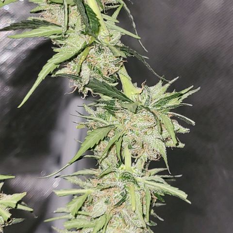 Súper Lemon Haze auto growlog timeline photo