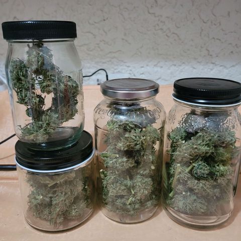 Súper Lemon Haze auto growlog photo: 67 gr