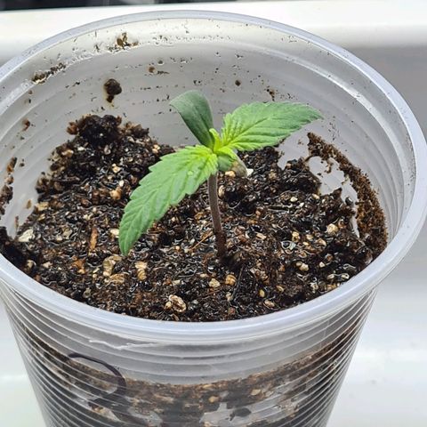 Flor 2 growlog timeline photo