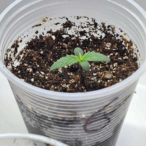 Flor 2 growlog photo: Flor 5 e 6