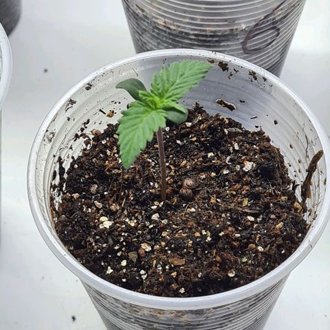Flor 2 growlog photo: Flor 5 e 6