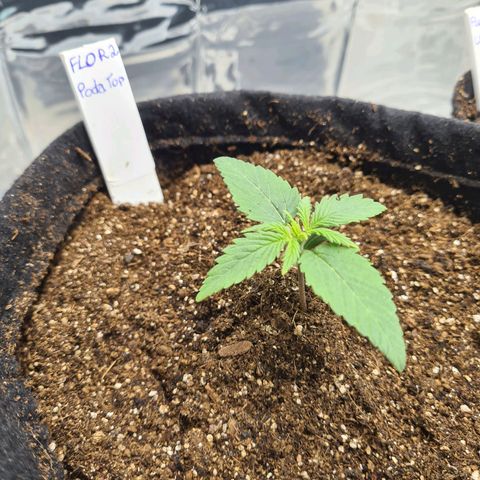 Flor 2 growlog timeline photo