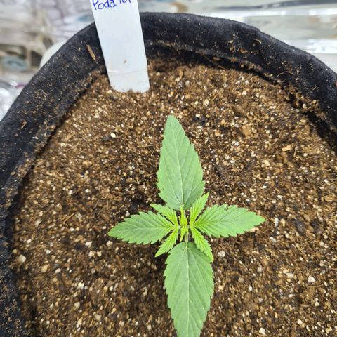 Flor 2 growlog timeline photo