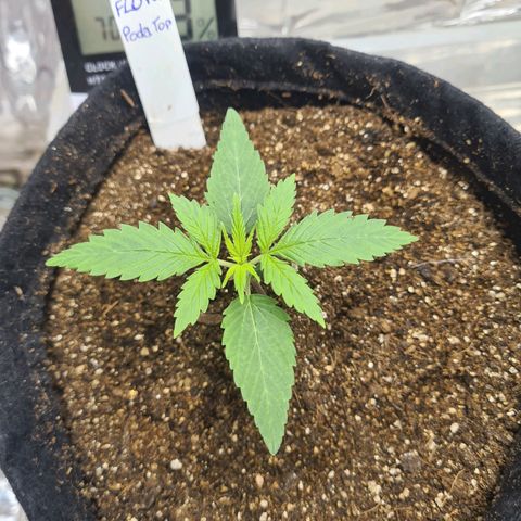 Flor 2 growlog timeline photo