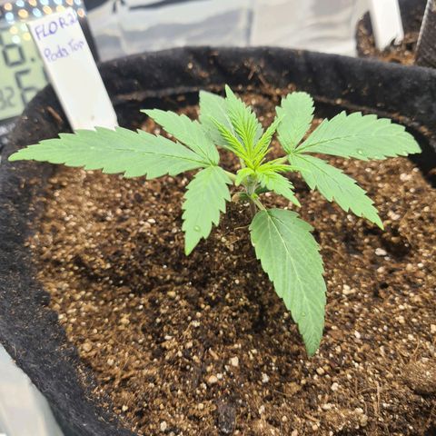 Flor 2 growlog timeline photo