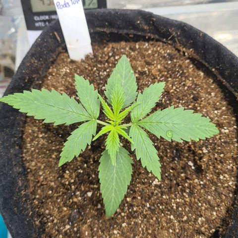 Flor 2 growlog timeline photo