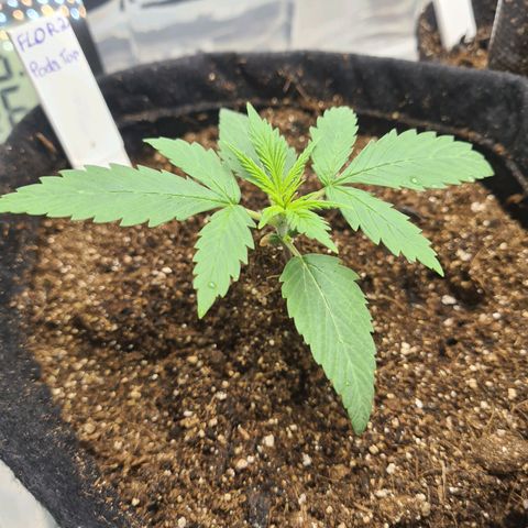 Flor 2 growlog timeline photo