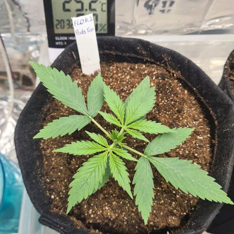 Flor 2 growlog timeline photo