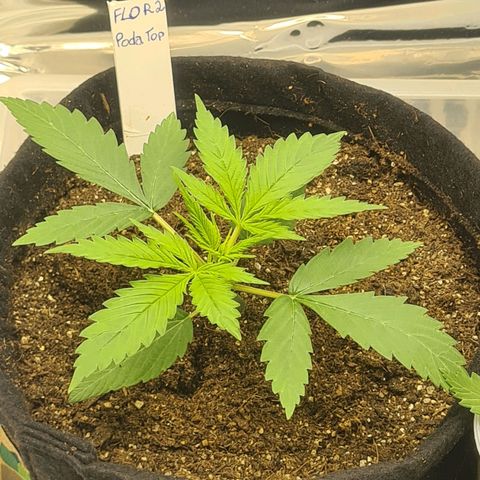 Flor 2 growlog timeline photo