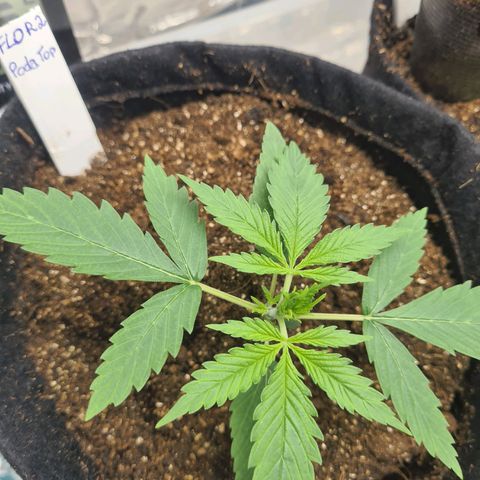 Flor 2 growlog timeline photo