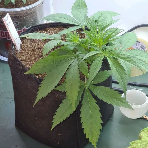 Flor 2 growlog timeline photo