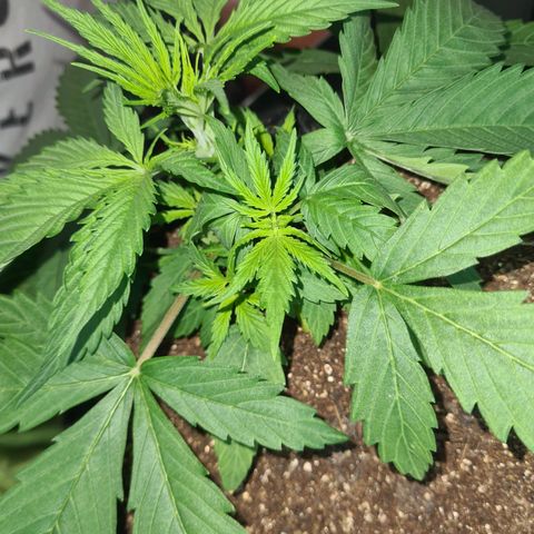 Flor 2 growlog timeline photo