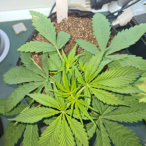 Flor 2 growlog timeline photo