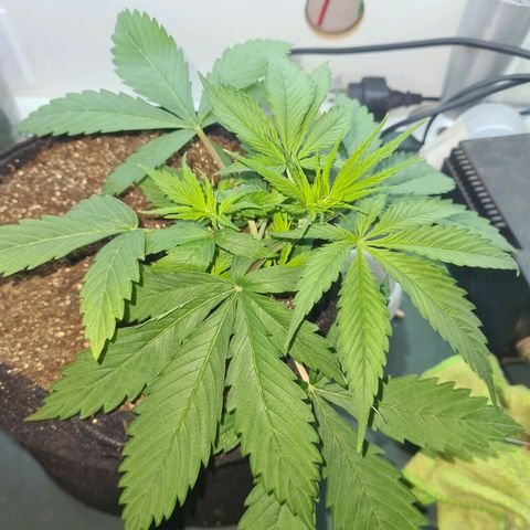 Flor 2 growlog timeline photo