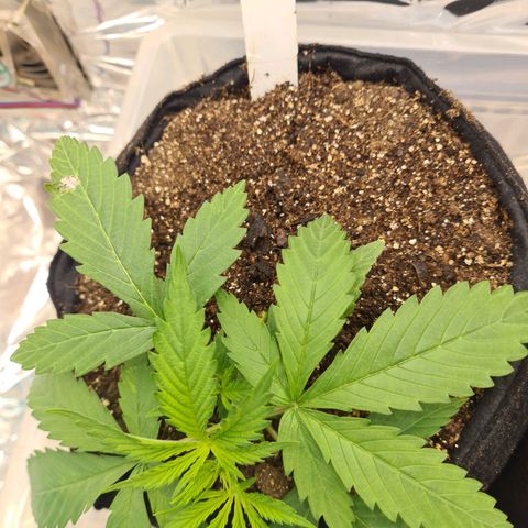 Flor 2 growlog timeline photo