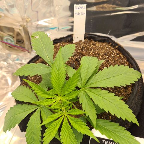 Flor 2 growlog timeline photo