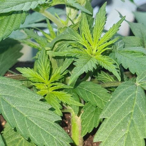 Flor 2 growlog timeline photo