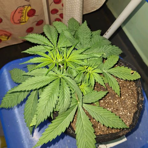 Flor 2 growlog timeline photo