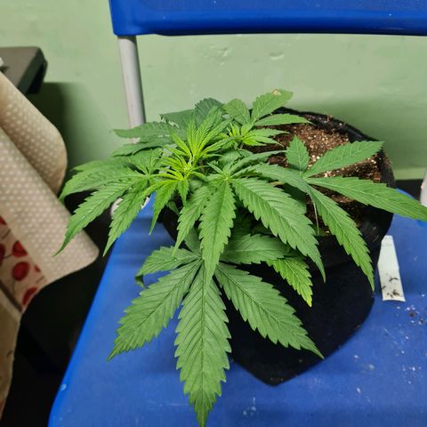 Flor 2 growlog timeline photo