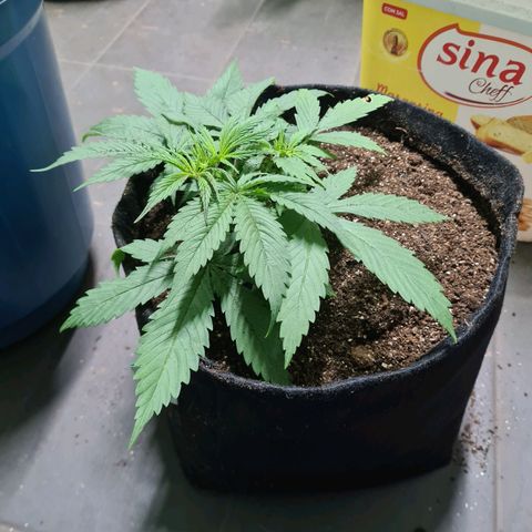 Flor 2 growlog timeline photo