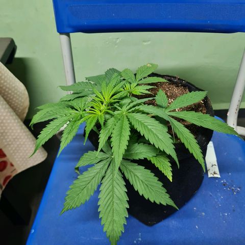 Flor 2 growlog timeline photo