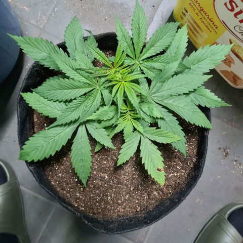 Flor 2 growlog timeline photo
