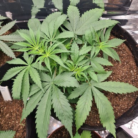 Flor 2 growlog timeline photo