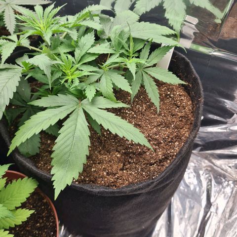 Flor 2 growlog timeline photo