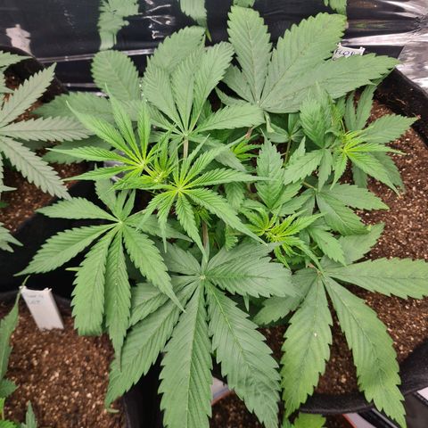 Flor 2 growlog timeline photo