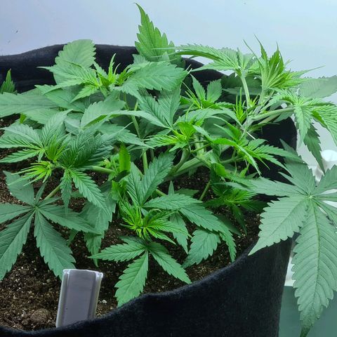 Flor 2 growlog timeline photo