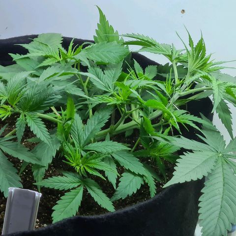 Flor 2 growlog timeline photo