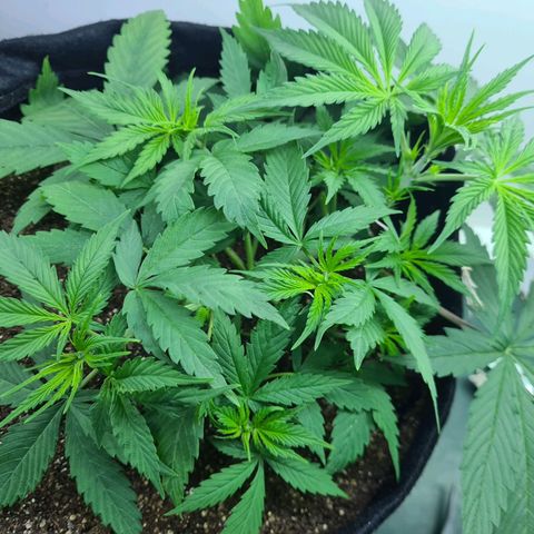 Flor 2 growlog timeline photo
