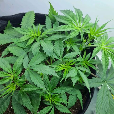 Flor 2 growlog timeline photo