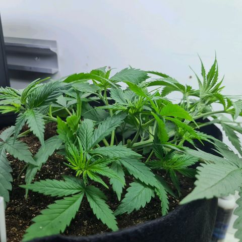 Flor 2 growlog timeline photo