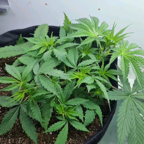 Flor 2 growlog timeline photo